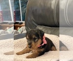 Small Photo #3 Welsh Terrier Puppy For Sale in BLUE RIDGE, GA, USA
