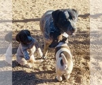 Small Photo #25 German Shorthaired Pointer Puppy For Sale in WOODLAND PARK, CO, USA