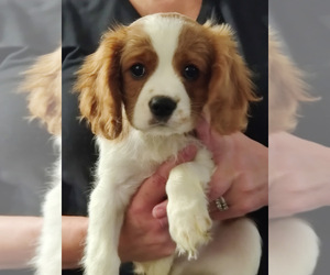 Cavalier King Charles Spaniel Puppy for sale in LOUISVILLE, KY, USA