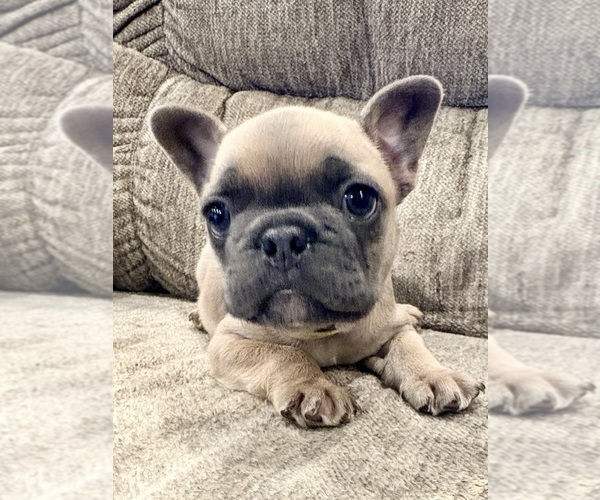 Medium Photo #5 French Bulldog Puppy For Sale in CANYON, TX, USA