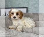 Small #3 Cavapoo