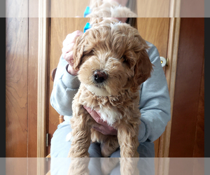 Goldendoodle (Miniature) Puppy for sale in ROY, UT, USA