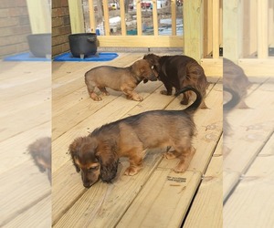 Dachshund Puppy for sale in MARIONVILLE, MO, USA