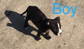 American Pit Bull Terrier Puppy for sale in SUFFOLK, VA, USA