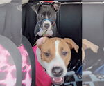 Small #15 Treeing Walker Coonhound Mix