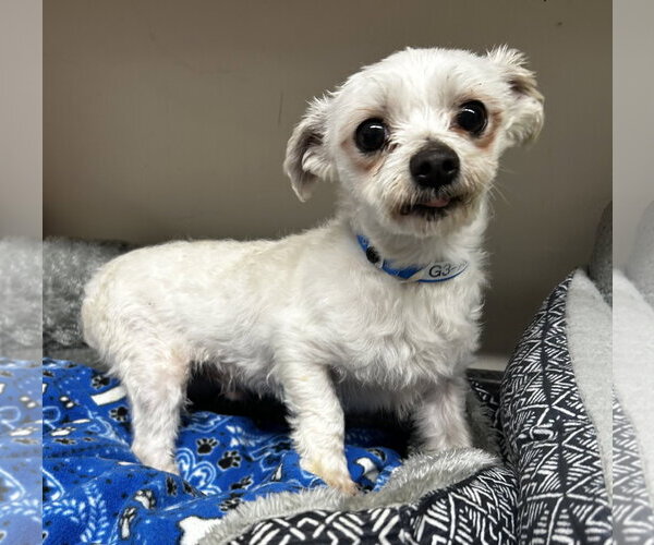 Medium Photo #1 Maltese Puppy For Sale in Pacolet, SC, USA