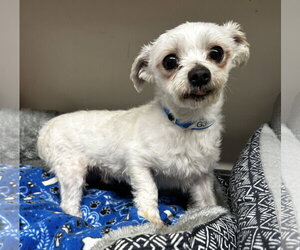 Maltese Dogs for adoption in Pacolet, SC, USA