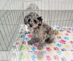 Small #2 Poodle (Miniature)