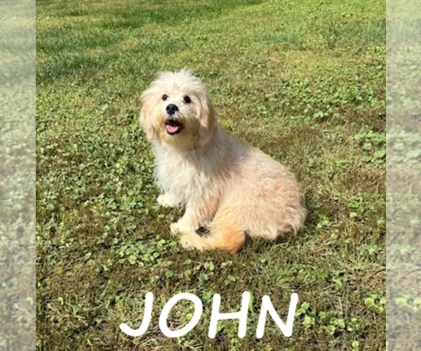 Medium Photo #2 Cavapoo Puppy For Sale in HARTLAND, MN, USA