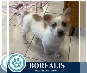 Siberian Husky-Unknown Mix Dogs for adoption in Kimberton, PA, USA