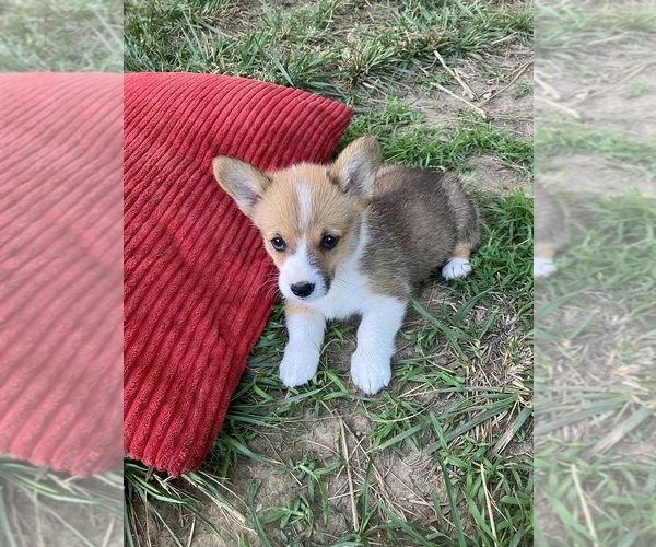 Medium Photo #3 Pembroke Welsh Corgi Puppy For Sale in LONDON, KY, USA