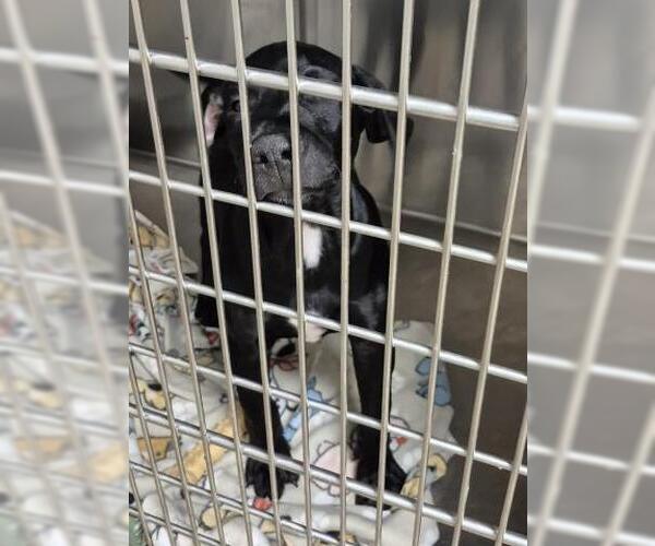 Medium Photo #1 Great Dane-Labrador Retriever Mix Puppy For Sale in Decatur, IL, USA