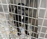 Small Great Dane-Labrador Retriever Mix