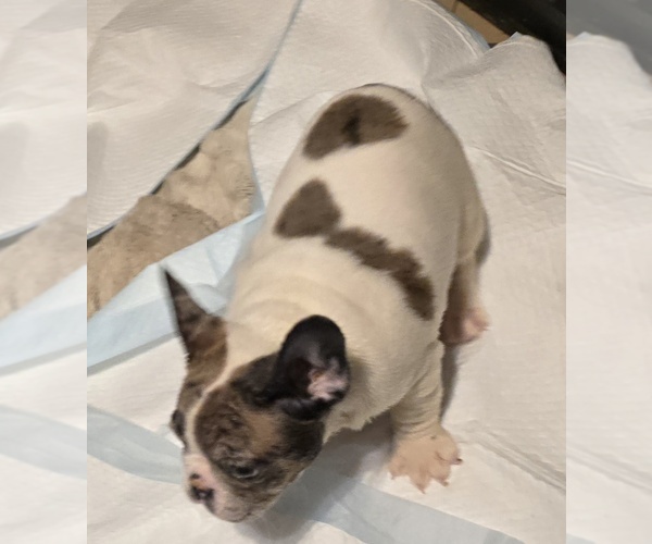 Medium Photo #5 French Bulldog Puppy For Sale in LYNN, MA, USA
