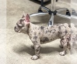 Small Photo #2 French Bulldog Puppy For Sale in GIG HARBOR, WA, USA