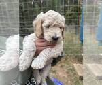 Puppy Luna Goldendoodle