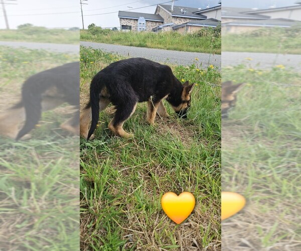 Medium Photo #11 German Shepherd Dog Puppy For Sale in MONROE, WA, USA