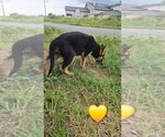 Small #10 German Shepherd Dog