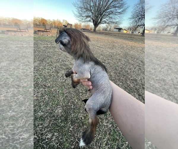 Medium Photo #4 Chinese Crested Puppy For Sale in MOUNTAIN HOME, AR, USA
