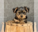 Small #2 Yorkshire Terrier
