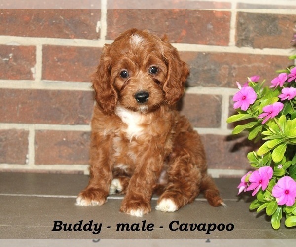 Medium Photo #1 Cavapoo Puppy For Sale in CLARKRANGE, TN, USA