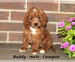 Image preview for Ad Listing. Nickname: Buddy