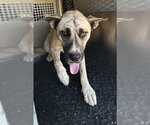 ZEPHYR - Female Siberian Husky-Unknown Mix Dog for Adoption - Small photo
