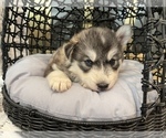 Small Photo #7 Siberian Husky Puppy For Sale in KANSAS CITY, MO, USA