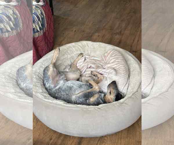 Medium Photo #11 Mutt Puppy For Sale in Highland, IL, USA