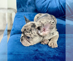 Small Photo #54 French Bulldog Puppy For Sale in CORONA DEL MAR, CA, USA