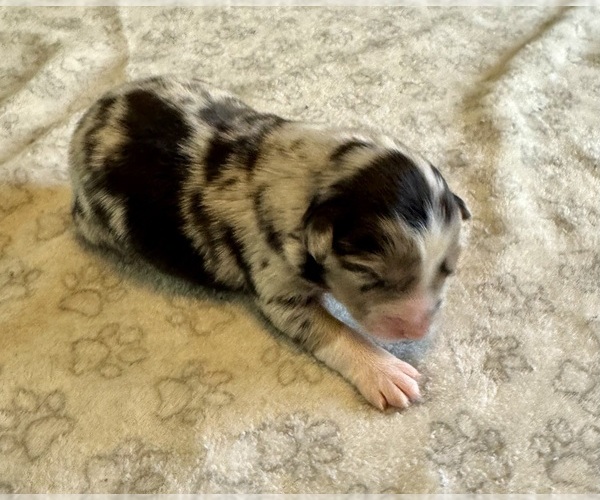Medium Photo #1 Australian Shepherd Puppy For Sale in SALISBURY, NC, USA