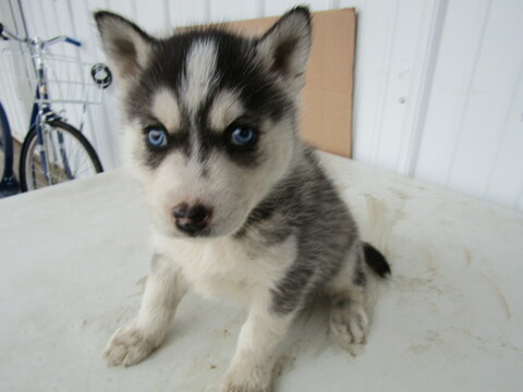 Medium Photo #3 Siberian Husky Puppy For Sale in HUDSON, MI, USA