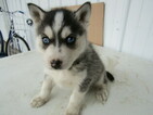 Small Photo #3 Siberian Husky Puppy For Sale in HUDSON, MI, USA
