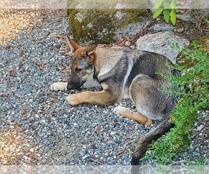 German Shepherd Dog Puppy for sale in MOUNT VERNON, WA, USA