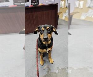 Shepweiller Dogs for adoption in Corpus Christi, TX, USA