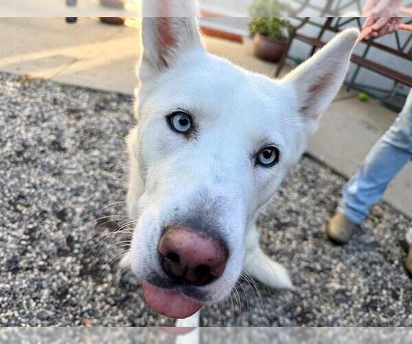 Medium Photo #1 Siberian Husky-Unknown Mix Puppy For Sale in Santa Rosa, CA, USA