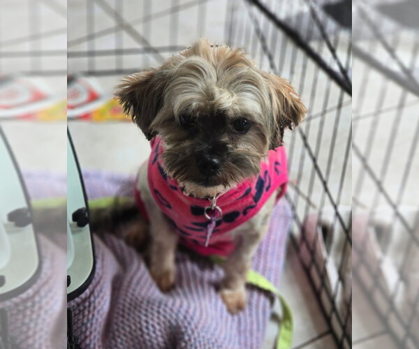 Medium Photo #6 Shih Tzu Puppy For Sale in Brights Grove, Ontario, Canada