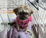 Small #5 Shih Tzu