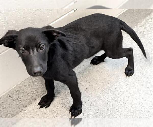 Medium Photo #2 Labrador Retriever-Unknown Mix Puppy For Sale in Houston, TX, USA