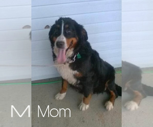 Mother of the Bernese Mountain Dog puppies born on 03/02/2021