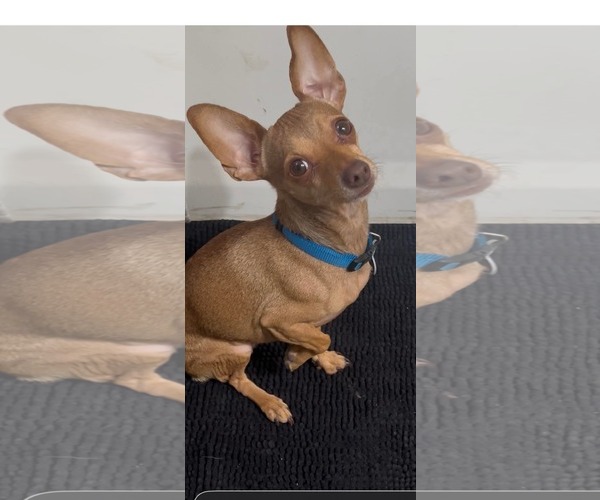 Medium Photo #1 Chihuahua Puppy For Sale in Phelan, CA, USA