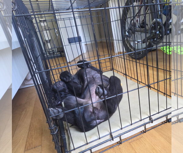 Medium Photo #2 Mutt Puppy For Sale in Stevens Point, WI, USA