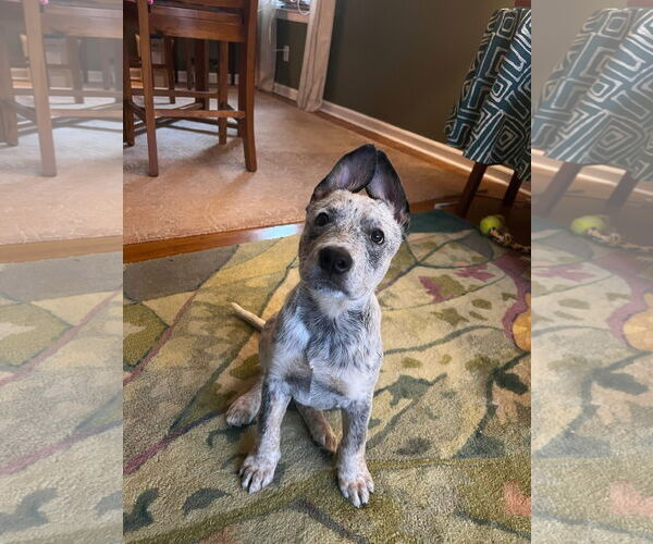 Medium Photo #7 Mutt Puppy For Sale in Garden City, NY, USA