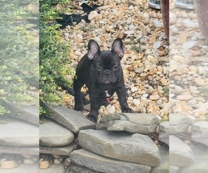 French Bulldog Puppy for Sale in LILLINGTON, North Carolina USA