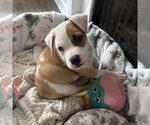 Small #3 Labrador Retriever Mix