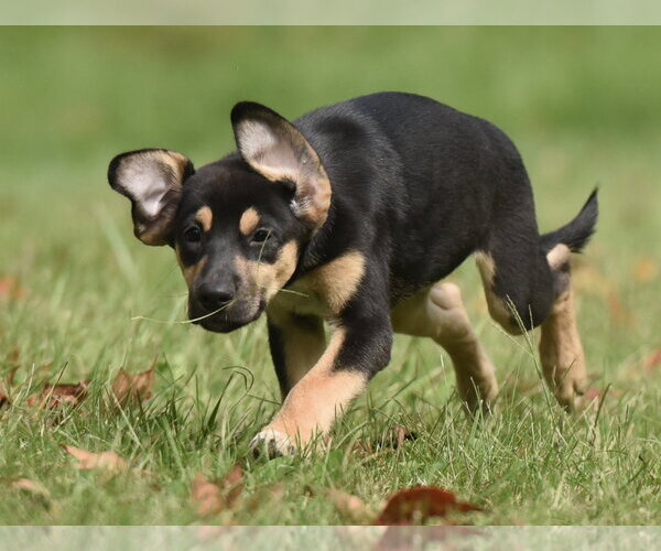 Medium Photo #6 Australian Shepherd-Unknown Mix Puppy For Sale in Mechanicsburg, PA, USA
