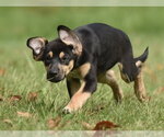 Small Photo #6 Australian Shepherd-Unknown Mix Puppy For Sale in Mechanicsburg, PA, USA