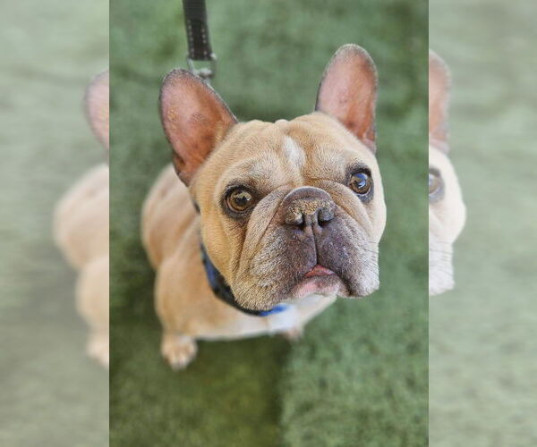 Medium Photo #2 French Bulldog-Unknown Mix Puppy For Sale in Lake Forest, CA, USA