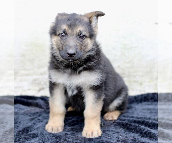 Medium Photo #3 German Shepherd Dog Puppy For Sale in READING, PA, USA
