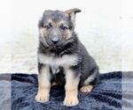 Small Photo #3 German Shepherd Dog Puppy For Sale in READING, PA, USA